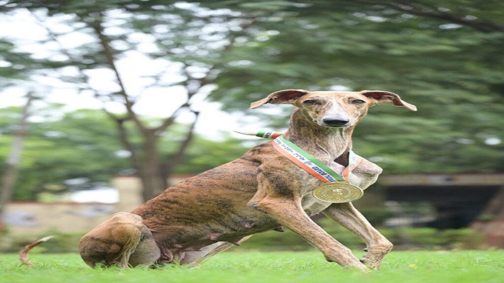 Indian dogs